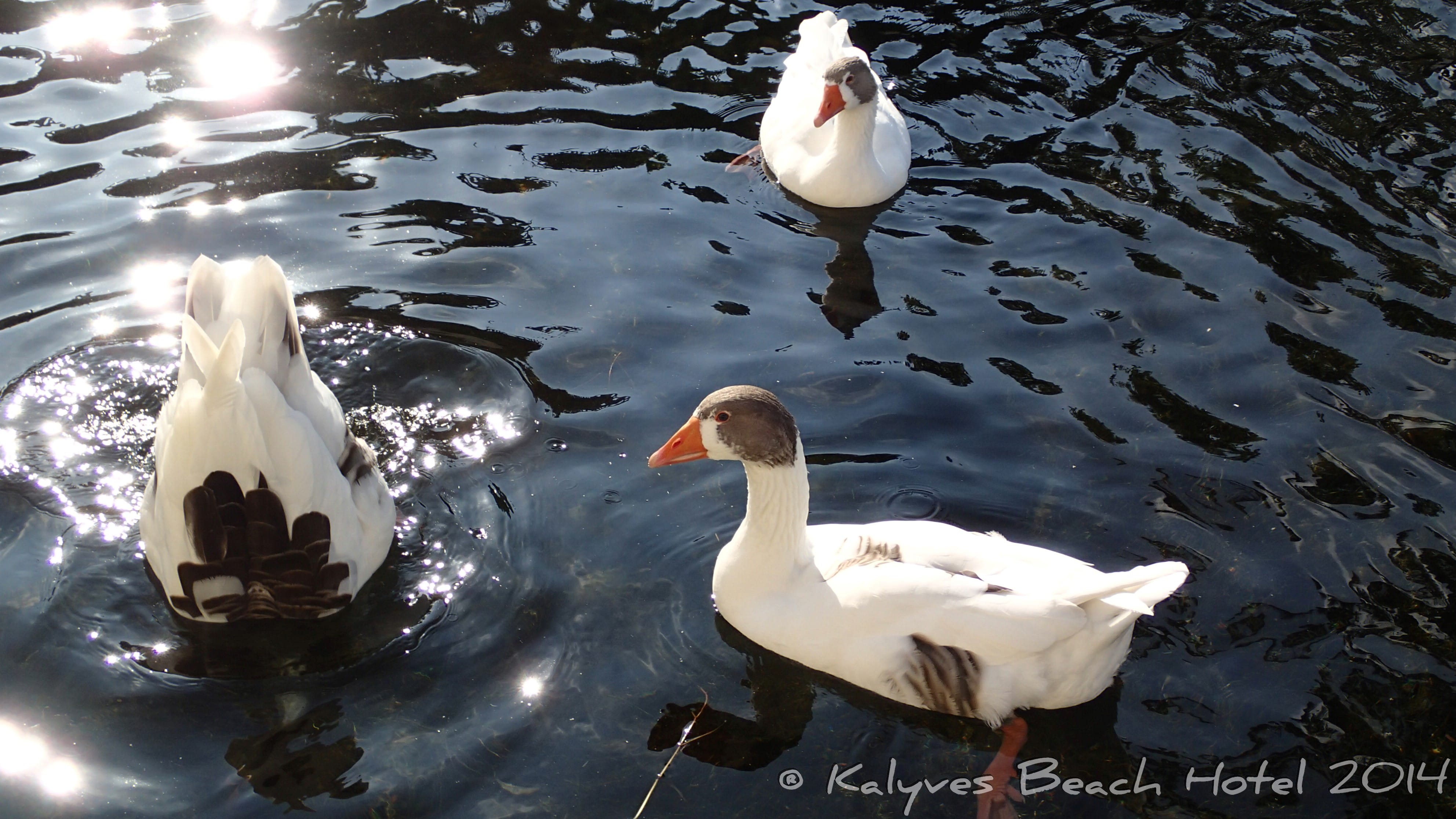 a group of white ducks in water