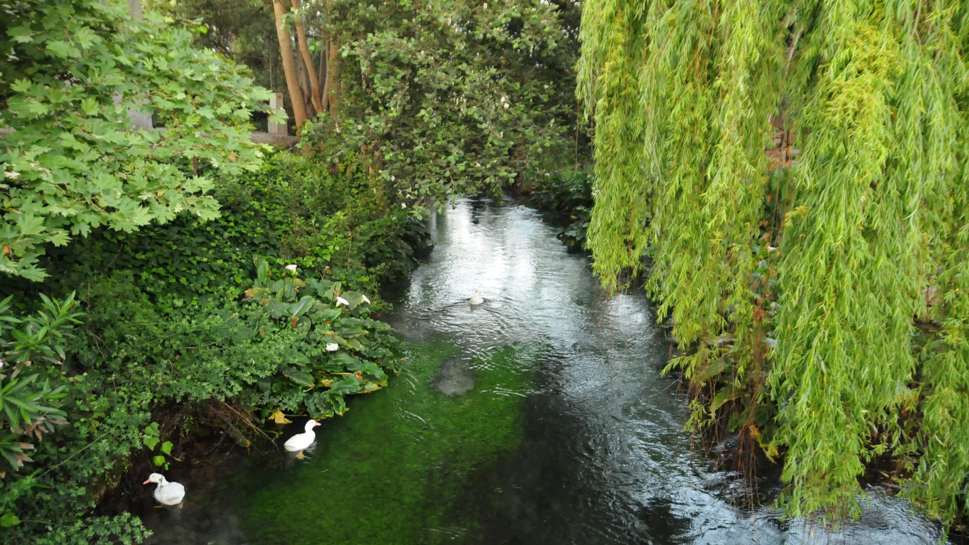 a small waterfall in a forest